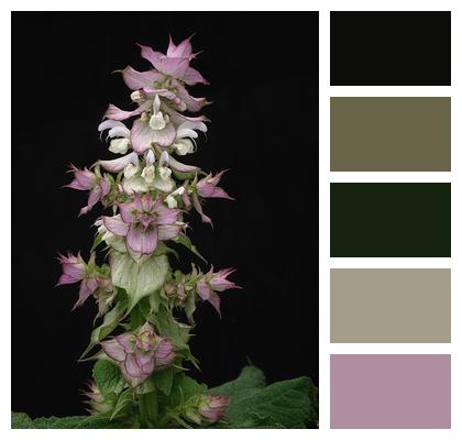 Sharp Leek Sage Clary Sage Image